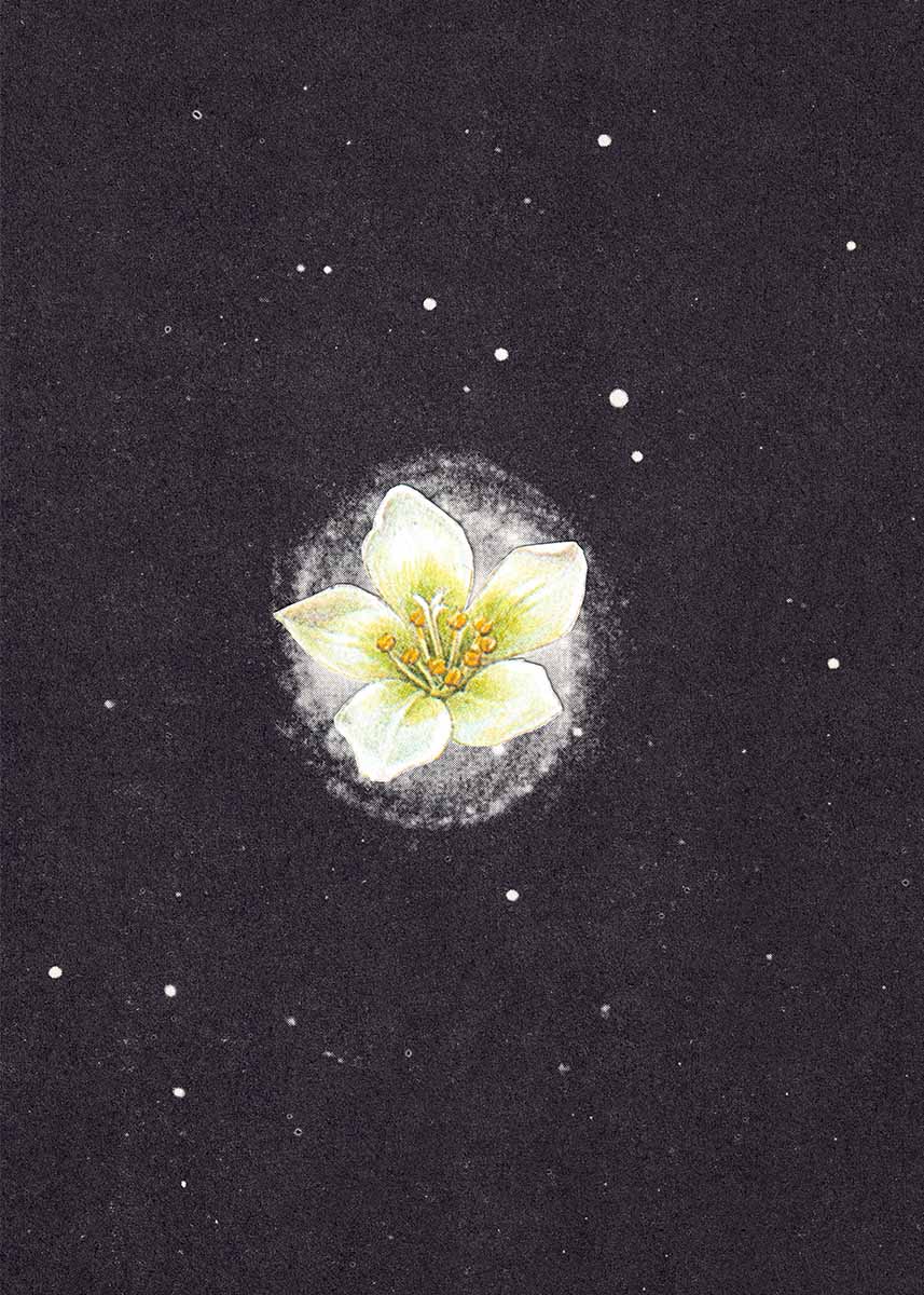 White Flower Space by Fred R Thustrup