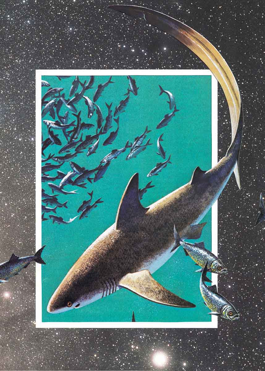 Space Sharks Quatre by Fred R Thustrup